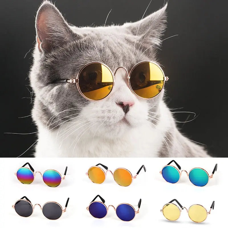 Cat wearing lightweight sunglasses pet eyewear