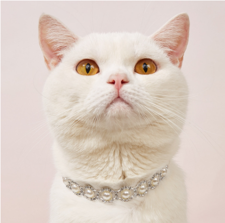 Pearl dog collar for puppies and small dogs