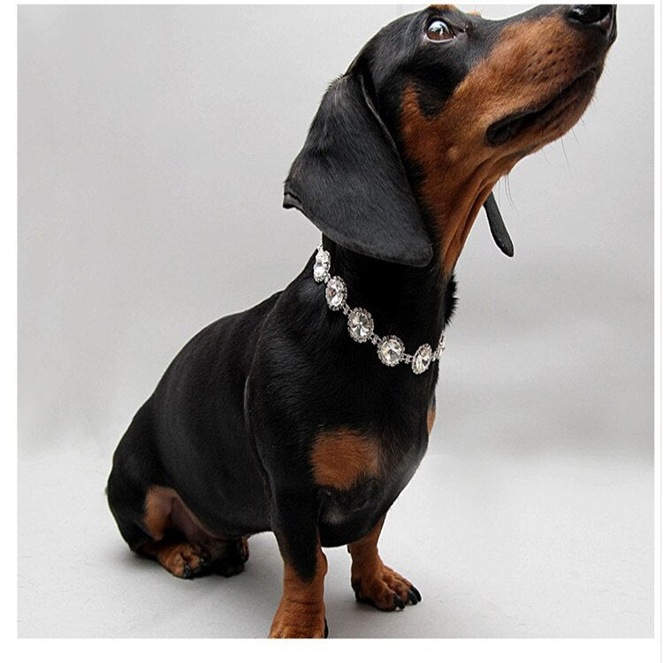 Elegant pearl pet collar dog accessory