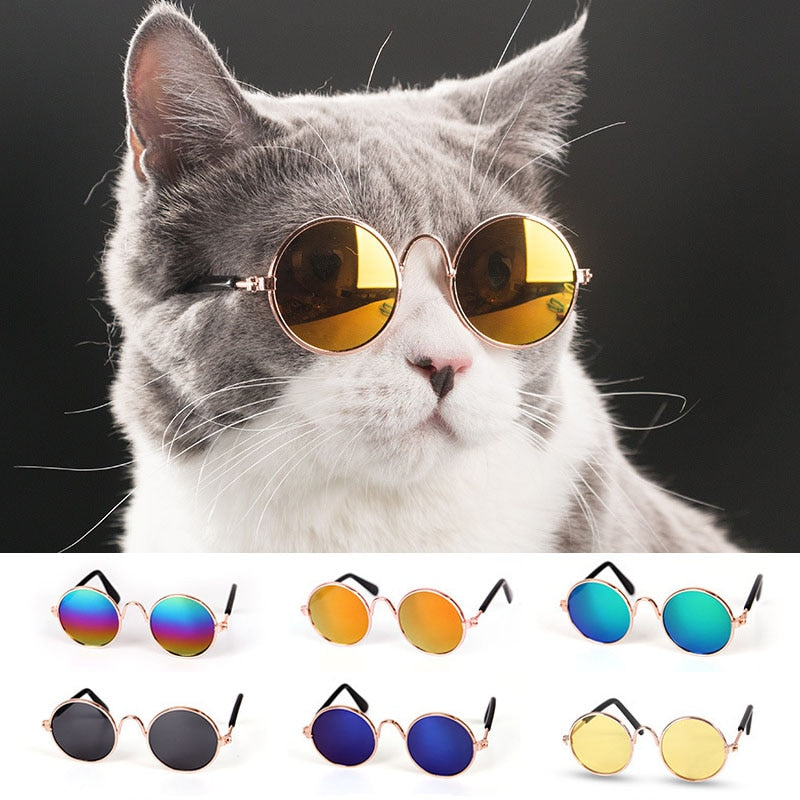 Cat wearing lightweight sunglasses pet eyewear
